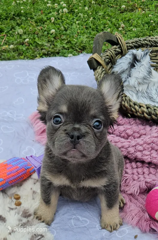 WB 6 – French Bulldog puppy for sale in Newton, IL
