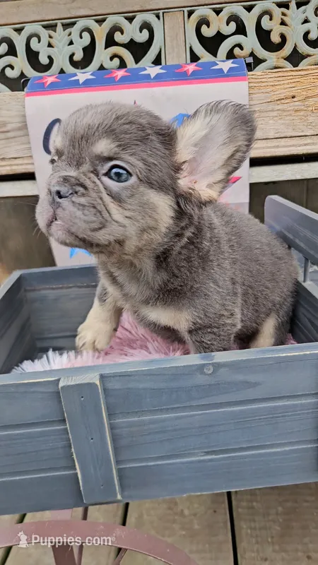 WB 6 – French Bulldog puppy for sale in Newton, IL