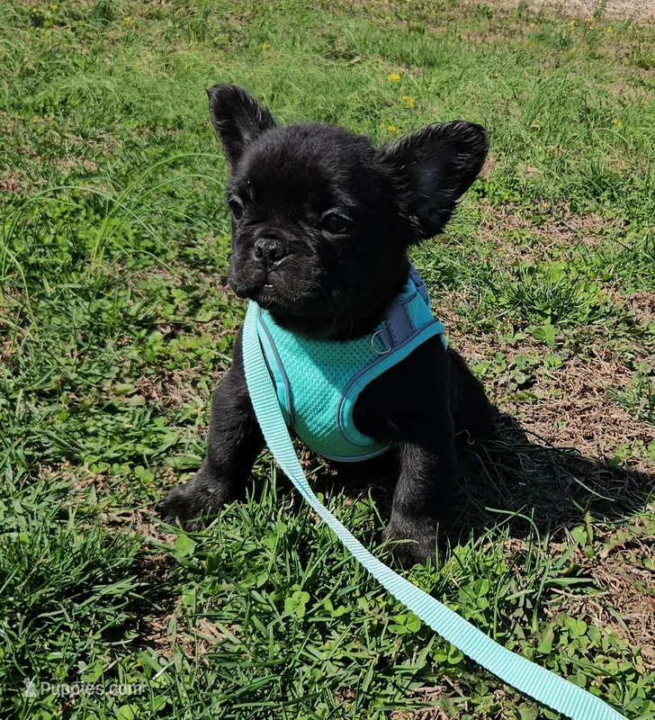 Raven 1 – French Bulldog puppy for sale in Newton, IL