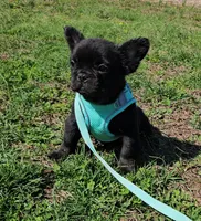 Raven 1, a female French Bulldog for sale in Newton, IL – Photo 1 of 6