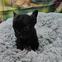 Raven 1, a female French Bulldog for sale in Newton, IL – Photo 4 of 6