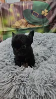 Raven 1, a female French Bulldog for sale in Newton, IL – Photo 1 of 3