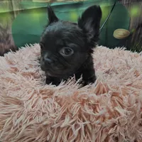 Raven 1, a female French Bulldog for sale in Newton, IL – Photo 3 of 6