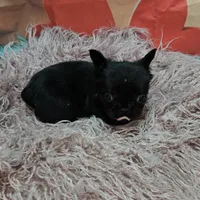 Raven 1, a female French Bulldog for sale in Newton, IL – Photo 5 of 6