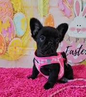 Raven 1, a female French Bulldog for sale in Newton, IL – Photo 2 of 6