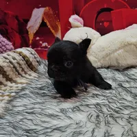 Raven 1, a female French Bulldog for sale in Newton, IL – Photo 6 of 6