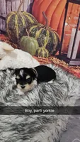 Stella 2, a male Yorkshire Terrier for sale in Newton, IL – 1 of 1