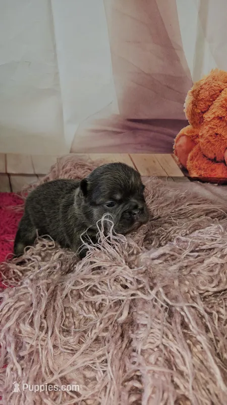 WB 6 – French Bulldog puppy for sale in Newton, IL