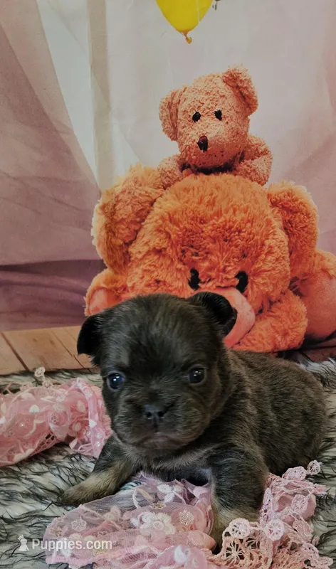 WB 6 – French Bulldog puppy for sale in Newton, IL