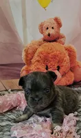 WB 6, a female French Bulldog for sale in Newton, IL – 3 of 6