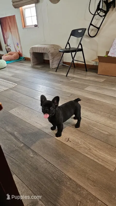 Raven 1 – French Bulldog puppy for sale in Newton, IL