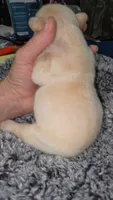 Lilo 2, a male French Bulldog for sale in Newton, IL – 2 of 2