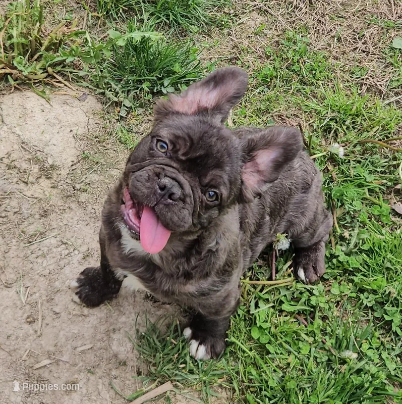 Raven 4 – French Bulldog puppy for sale in Newton, IL