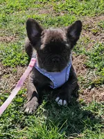 Raven 4, a female French Bulldog for sale in Newton, IL – Photo 1 of 5