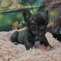 Raven 4, a female French Bulldog for sale in Newton, IL – Photo 5 of 5