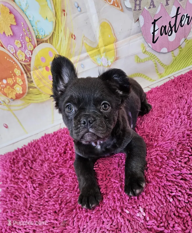 Raven 4 – French Bulldog puppy for sale in Newton, IL