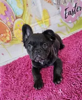 Raven 4, a female French Bulldog for sale in Newton, IL – Photo 2 of 5