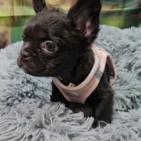 Raven 4, a female French Bulldog for sale in Newton, IL – Photo 4 of 5