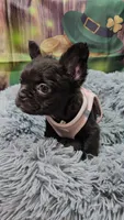 Raven 4, a female French Bulldog for sale in Newton, IL – Photo 2 of 2