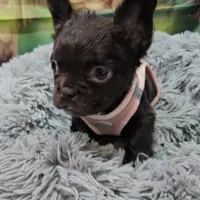 Raven 4, a female French Bulldog for sale in Newton, IL – Photo 3 of 5