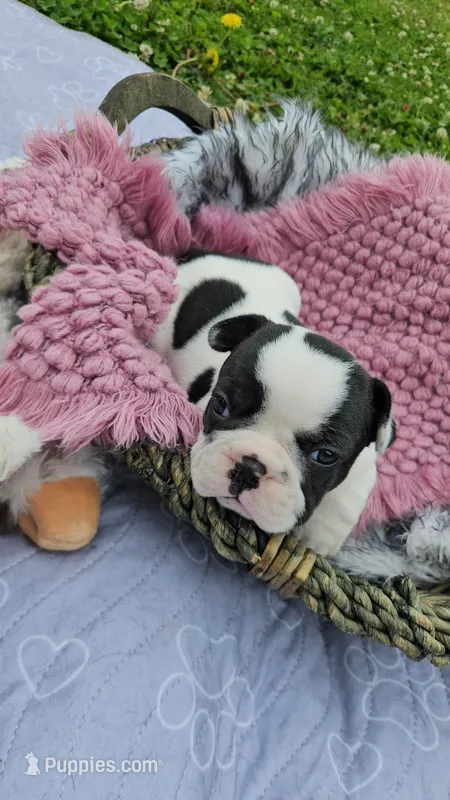 Kieko 1 – French Bulldog puppy for sale in Newton, IL