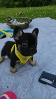 WB 1, a male French Bulldog for sale in Newton, IL – 2 of 7