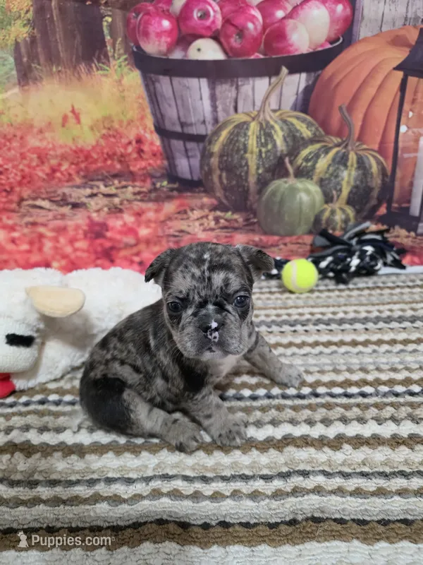 Lilo 1 – French Bulldog puppy for sale in Newton, IL