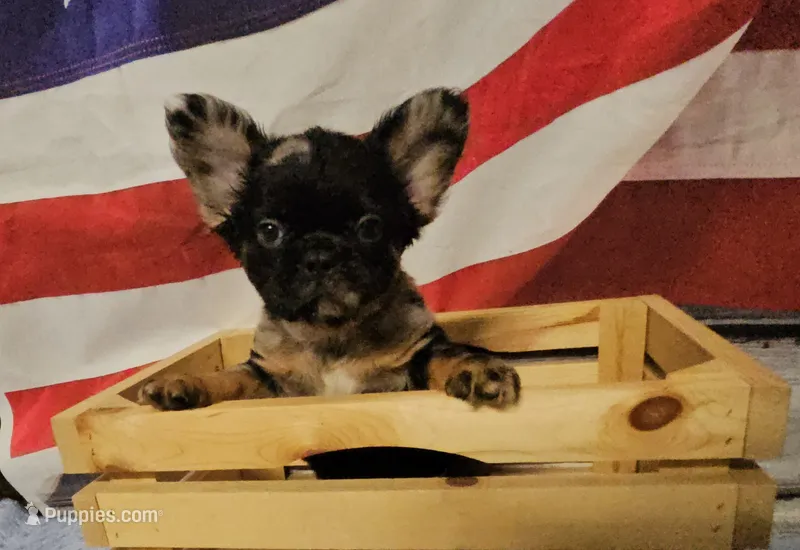 Mezzi 1 – French Bulldog puppy for sale in Newton, IL