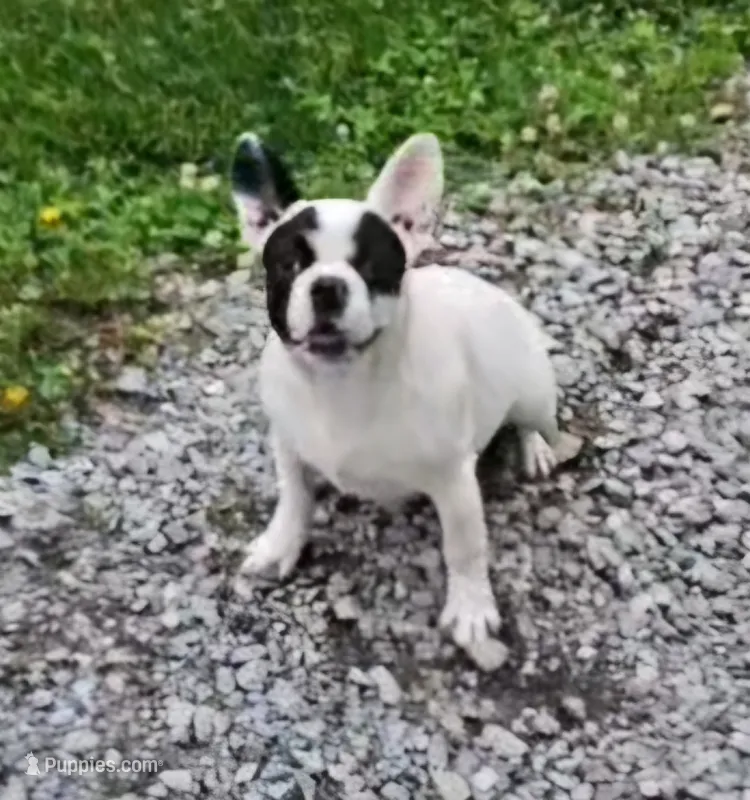 YJ 3 – French Bulldog puppy for sale in Newton, IL