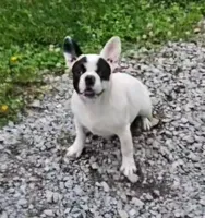 YJ 3, a female French Bulldog for sale in Newton, IL – 1 of 8
