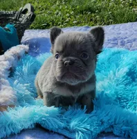 WB 3, a male French Bulldog for sale in Newton, IL – 6 of 6
