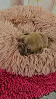 Saga 2, a female French Bulldog for sale in Newton, IL – Photo 3 of 3
