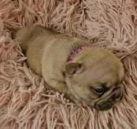 Saga 2, a female French Bulldog for sale in Newton, IL – Photo 2 of 3