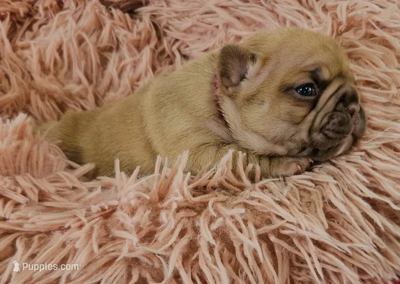 Saga 2 – French Bulldog puppy for sale in Newton, IL