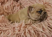 Saga 2, a female French Bulldog for sale in Newton, IL – Photo 1 of 3