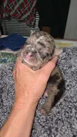 Lilo 1, a female French Bulldog for sale in Newton, IL – 1 of 2