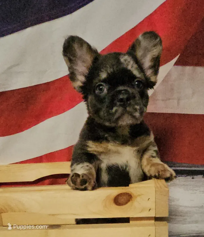 Mezzi 2 – French Bulldog puppy for sale in Newton, IL