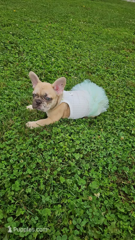 Rosie 1 – French Bulldog puppy for sale in Newton, IL