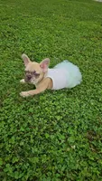 Rosie 1, a female French Bulldog for sale in Newton, IL – 1 of 6