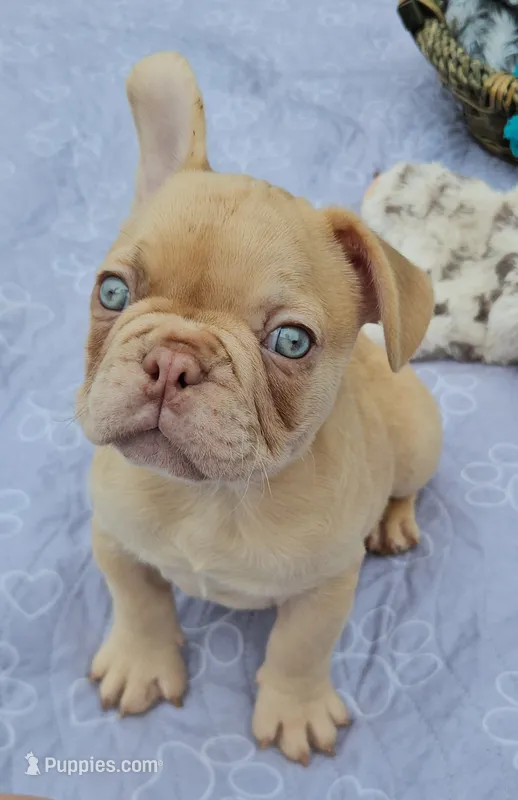 Saga 1 – French Bulldog puppy for sale in Newton, IL