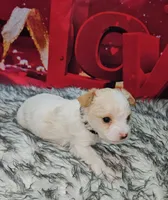 processed/cdc7b7b5-8adb-4ebf-962b-086c4ceb1d0c/listing/8fe1f649-cbbb-48a2-a5f9-dffc6ba5ea83/f7cedce1-cc68-41fd-809f-301642170ce6