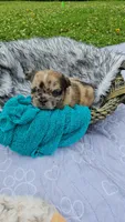 Mezzi 3, a male French Bulldog for sale in Newton, IL – 2 of 3