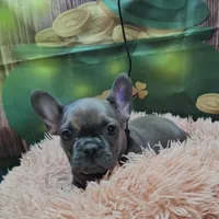 Jojo 2, a female French Bulldog for sale in Newton, IL – Photo 3 of 6