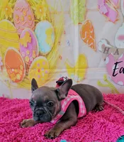 Jojo 2, a female French Bulldog for sale in Newton, IL – Photo 2 of 6