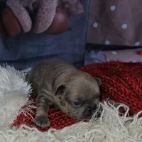 Jojo 2, a female French Bulldog for sale in Newton, IL – Photo 6 of 6