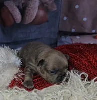 Jojo 2, a female French Bulldog for sale in Newton, IL – Photo 3 of 3