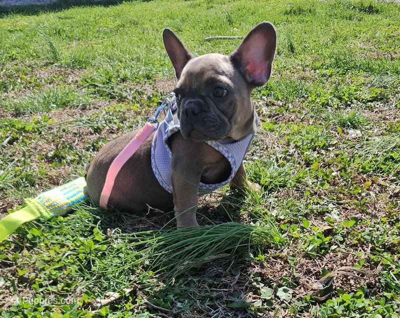 Jojo 2 – French Bulldog puppy for sale in Newton, IL