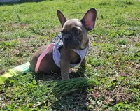 Jojo 2, a female French Bulldog for sale in Newton, IL – Photo 1 of 6