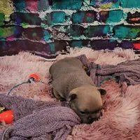 Jojo 2, a female French Bulldog for sale in Newton, IL – Photo 5 of 6