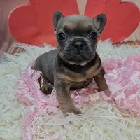 Jojo 2, a female French Bulldog for sale in Newton, IL – Photo 4 of 6